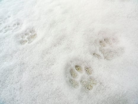 Footprints footprints of animals dogs cats in snow Bremerhaven Germany. photo