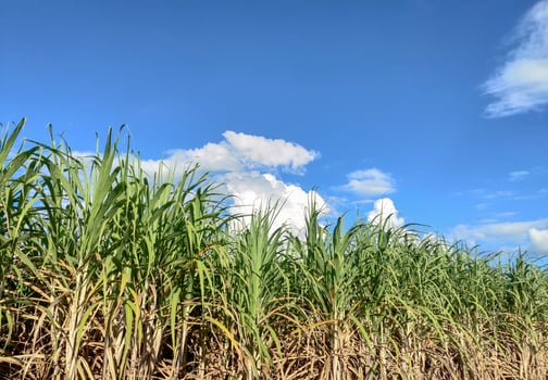 Sugarcane fields and blue sky photo