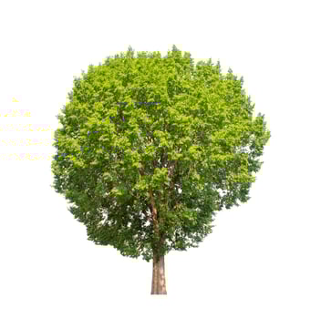 Tree that are isolated on a white background are suitable for both printing and web pages photo