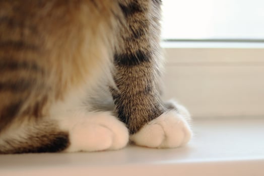 Close up of fluffy paws of brown tabby cat. photo