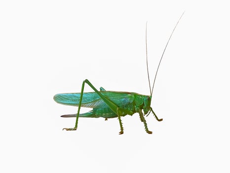 big green grasshopper isolate on white background photo