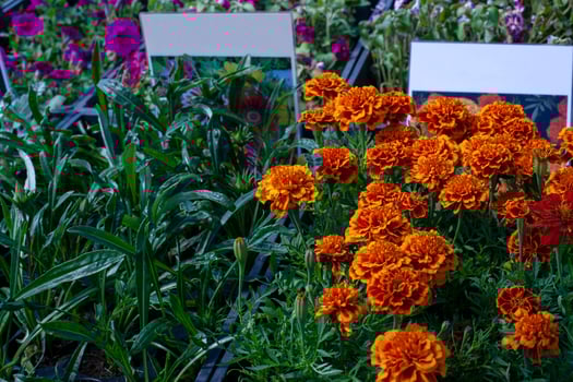 Seedlings of garden flowers, gazania rigens, marigolds, petunias in boxes with white labels for inscriptions. photo