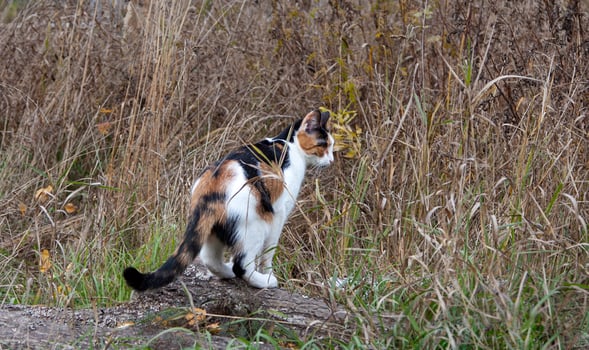 A tricolor cat on the street in the grass looks out for prey photo