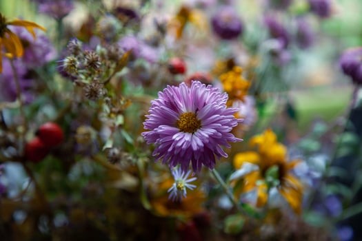 Colorful close-up of flowers, withered and withered flowers on a light background, selective focus, copyspace photo