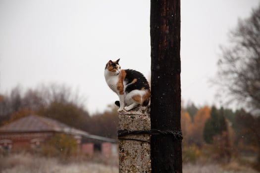 a tricolor cat sits on a pole in cloudy weather, it is snowing, a rural landscape with a cat, soft focus, an autumn cloudy day photo