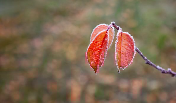 autumn branch with bright beautiful leaves in hoarfrost with a spider on the background of blurred focus photo