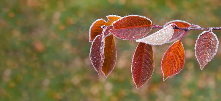 autumn branch with bright beautiful leaves in hoarfrost on the background of blurred focus photo