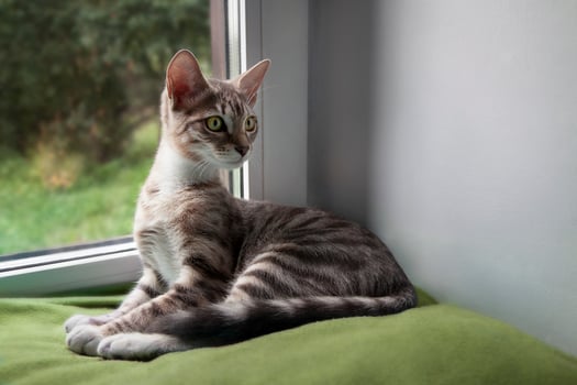 4 month old kitten mestizo bengal cat funny sitting by the window photo