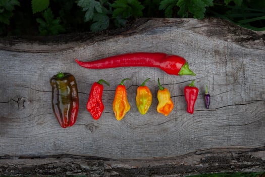 wooden background with red, yellow and orange hot and sweet peppers of various shapes photo