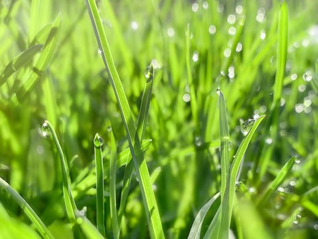 Spring or summer abstract season natural background with green grass and bokeh lights, defocused light photo