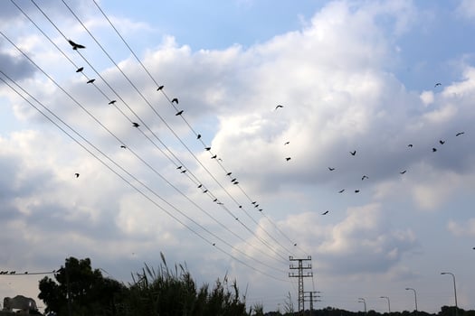 Birds sit on wires carrying electricity. photo