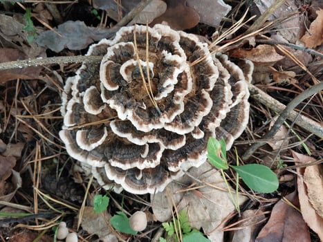 Mushrooms grown in the autumn forest photo