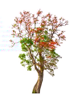 Tree that are isolated on a white background are suitable for both printing and web pages photo