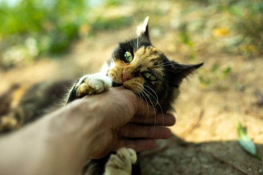Cat bites hand. Playing with cat on street. Stray animal in summer. Cute pet. photo