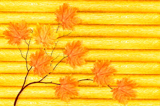 autumn landscape with bright colorful foliage. Indian summer. photo