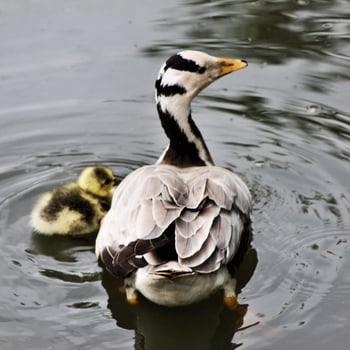 A view of a Bar Headed Goose photo
