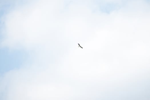 Hawk soars over the blue sky photo