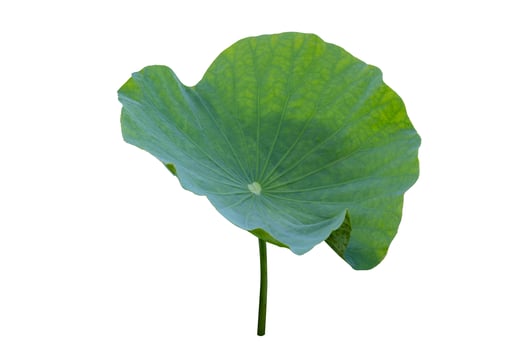 Lotus leaf Isolate collection of white background photo