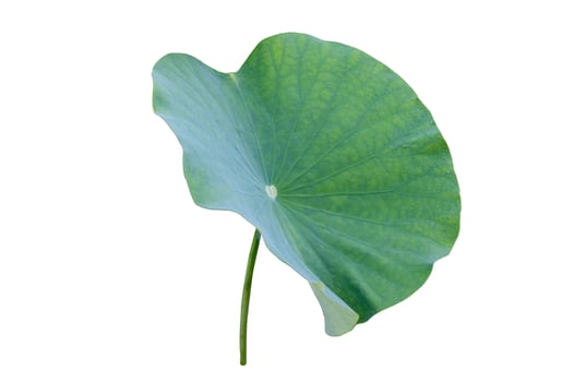 Lotus leaf Isolate collection of white background photo