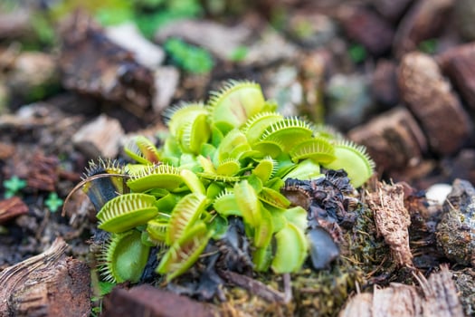 Venus flytrap Dionaea muscipula carnivorous plant close up photo