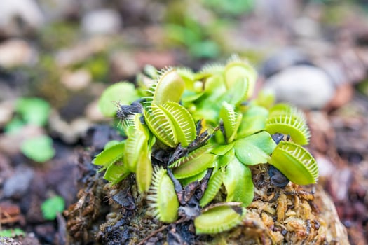 Venus flytrap Dionaea muscipula carnivorous plant close up photo
