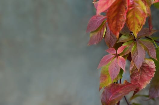 Colored autumn leaves photo