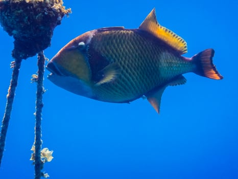 green triggerfish eats corals on a buoy with a rope in blue water photo