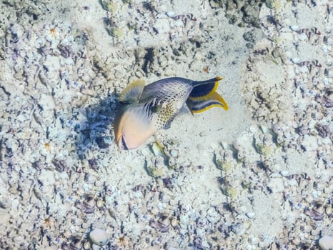 yellowmargin triggerfish at the gray seabed with many shells photo