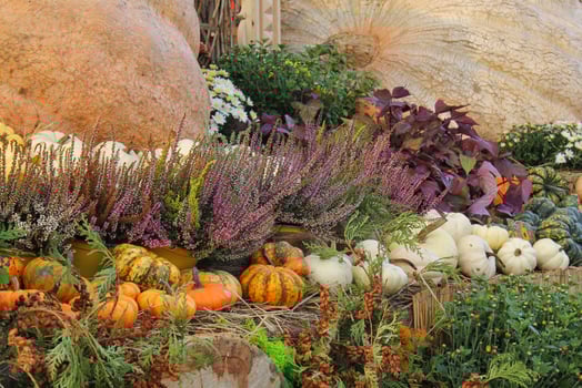 Colourful organic pumpkins and gourds on agricultural fair. Harvesting autumn time concept. Garden fall natural plant. Thanksgiving halloween decor. Festive farm rural background. Vegetarian food photo