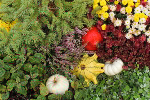 Colourful organic pumpkins and gourds on agricultural fair. Harvesting autumn time concept. Garden fall natural plant. Thanksgiving halloween decor. Festive farm rural background. Vegetarian food photo