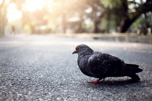 Pigeons on the road in the morning sunlight. photo