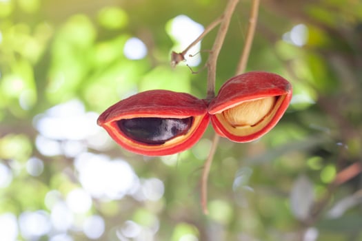 Fresh Sterculia monosperma or chestnuts on tree with sunlight of Thai species. photo