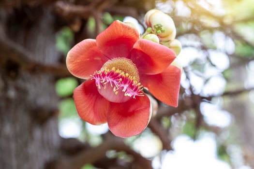 Cannonball flower or Couroupita guianensis in the garden with sunlight on blur nature background. photo