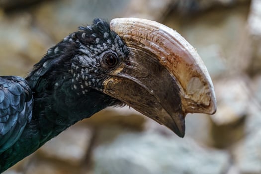 Silvery cheeked hornbill photo