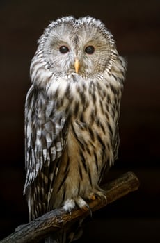 Portrait of Ural owl photo