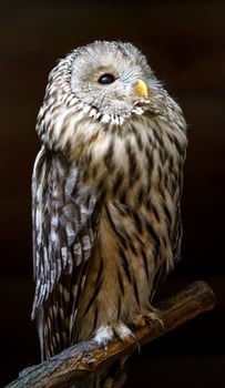 Portrait of Ural owl photo