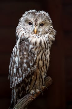 Portrait of Ural owl photo