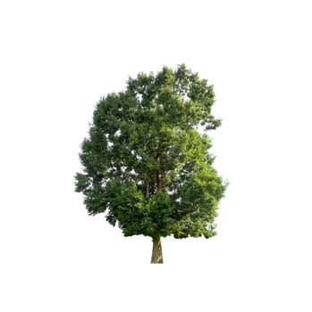 Green tree that are isolated on a white background photo