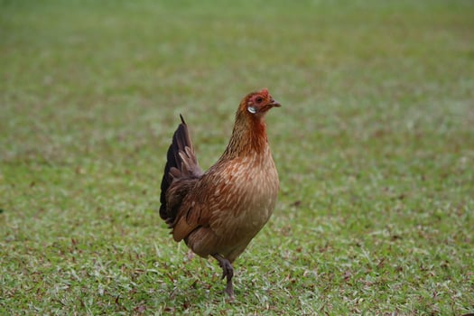 Red Jungle Fowl photo