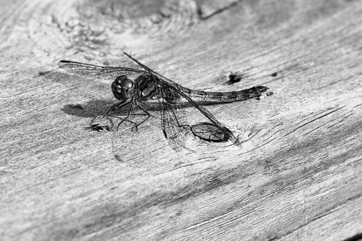 Dragonfly shot in black and white,with spread wings on a wooden railing photo