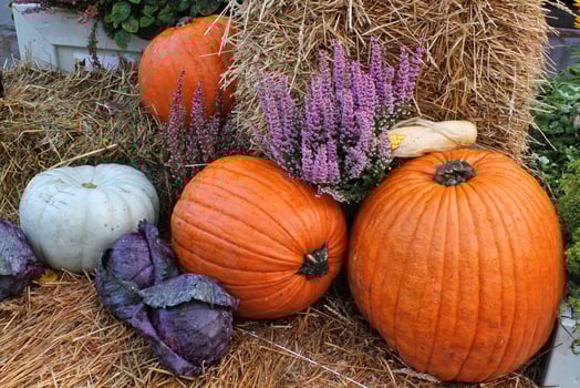 Colourful organic pumpkins and gourds on agricultural fair. Harvesting autumn time concept. Garden fall natural plant. Thanksgiving halloween decor. Festive farm rural background. Vegetarian food. photo