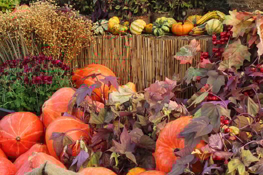 Colourful organic pumpkins and gourds on agricultural fair. Harvesting autumn time concept. Garden fall natural plant. Thanksgiving halloween decor. Festive farm rural background. Vegetarian food. photo