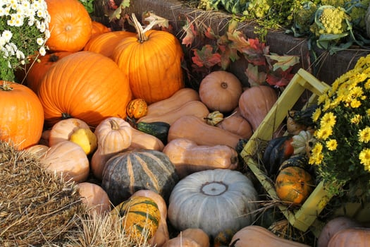 Colourful organic pumpkins and gourds on agricultural fair. Harvesting autumn time concept. Garden fall natural plant. Thanksgiving halloween decor. Festive farm rural background. Vegetarian food. photo