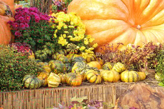 Colourful organic pumpkins and gourds on agricultural fair. Harvesting autumn time concept. Garden fall natural plant. Thanksgiving halloween decor. Festive farm rural background. Vegetarian food. photo