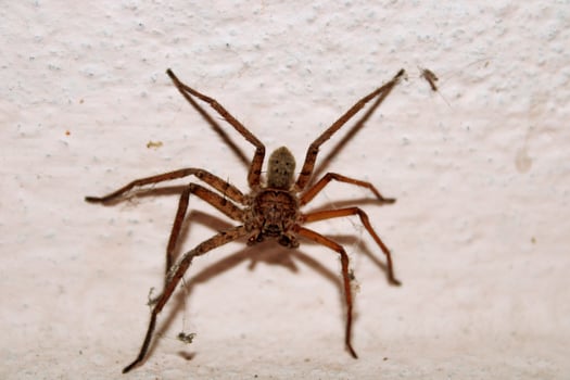 House Spider, Bagalkot, Karnataka. photo