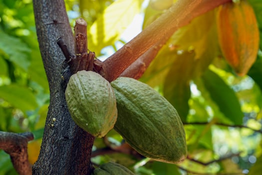 Cocoa, Cacao, Chocolate Nut Tree Fruit shaped like a papaya on the trunk or branches. Gourd-like skin, thick skin, cocoa beans are processed into chocolate. Soft and selective focus. photo