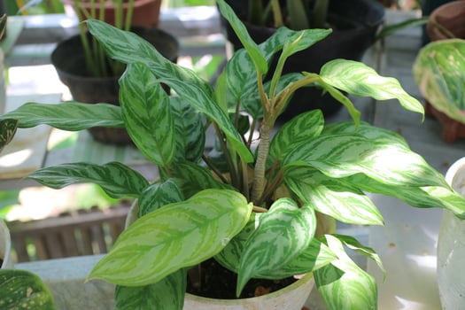 Green fresh plant called Aglaonema Houseplants in the garden photo