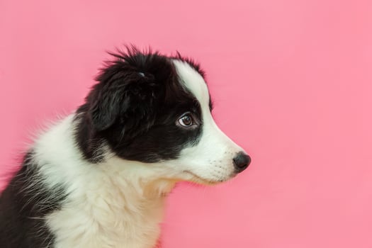 Funny studio portrait of cute smilling puppy dog border collie on pink pastel background photo