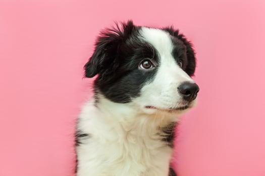 Funny studio portrait of cute smilling puppy dog border collie on pink pastel background photo