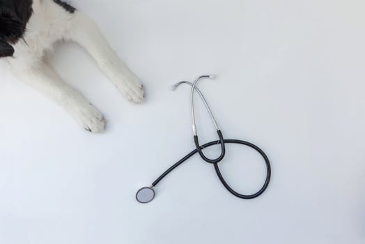 Puppy dog border collie paws and stethoscope isolated on white background. Little dog on reception at veterinary doctor in vet clinic photo